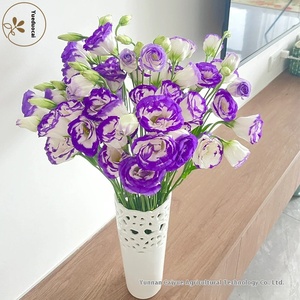 Suministro Directo de Kunming, <span class=keywords><strong>Eustoma</strong></span> <span class=keywords><strong>Grandiflorum</strong></span> Fresca de la Marca Guoxiaomi con Capullos, 8-13 Ramas/Atado, Pétalos de 5cm para Otras Ocasiones - Product Image 5