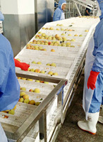 Voedselveilige modulaire bandtransporteurs met vlakke transportband voor de verwerkingslijn van fruit en groenten
