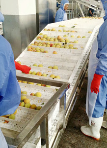 Lebensmittelechte Flachgitter-Modulbandförderer für Obst- und Gemüseverarbeitungslinien - Product Image 5