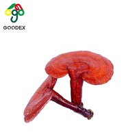 Goodex Reishi Lingzhi Ganoderma Lucidum, Poudre d'extrait de champignon naturel de qualité alimentaire, extraite par solvant, en flacon UV et en fût