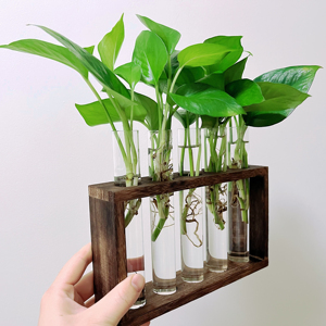Plantes aquatiques support de plantes <span class=keywords><strong>en</strong></span> <span class=keywords><strong>bois</strong></span> Terrarium avec 5 tubes <span class=keywords><strong>en</strong></span> verre jardinière de bureau hydroponique - Product Image 1