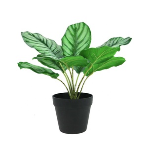 <span class=keywords><strong>ต้น</strong></span>คาลาเทียเทียมเทียมสำหรับประดับในร่มต้นไม้ประดับบ้าน<span class=keywords><strong>บอน</strong></span>ไซ Calathea ขนาด<span class=keywords><strong>เล็ก</strong></span> - Product Image 1