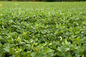 Imazetapir 5%, 10%, 15% SL <span class=keywords><strong>Herbicida</strong></span> Selectivo Sistémico <span class=keywords><strong>para</strong></span> un Control Efectivo de Malezas Después de la Germinación en Soja y Cacahuete - Product Image 4