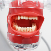 Simulador Dental: Equipo de Cabeza de Maniquí con Funciones Desmontables para Enseñanza y Entrenamiento Odontológico - Modelos para Uso Oral