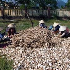 มันสำปะหลังอบแห้งหั่นเป็นแผ่นสีขาว 100% ผลผลิตใหม่ บรรจุภัณฑ์แบบขายส่ง ไดเอินบีเอน เวียดนาม อายุการเก็บรักษา 2 ปี - Product Image 2