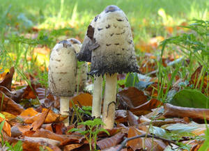 ผงบริสุทธิ์สารสกัดจากเห็ด <span class=keywords><strong>Coprinus</strong></span> <span class=keywords><strong>Comatus</strong></span>,เพิ่มพลังงานขนแปรงแผงคอ - Product Image 5