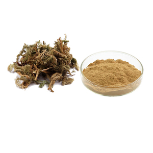 Extrait naturel de Lycopodium Japonicum <span class=keywords><strong>Thun</strong></span>, poudre d'extrait de Herba Lycopodii, Herba Lycopodii P.E 10:1 - Product Image 1