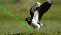 Répulsif laser portable étanche pour oiseaux, à large portée, pour une coopération à long terme avec les fabricants