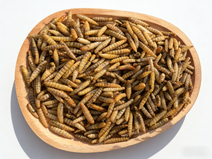 Larvas Secas de Mosca Soldado Negra, Proteína de Insecto de Origen Ecológico, Alimento Crudo de Gran Demanda para el Mercado Global de Cría de Animales - Product Image 6