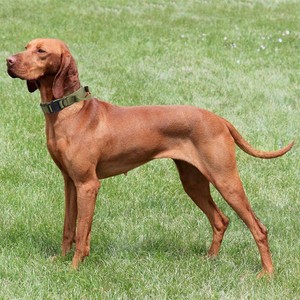 Ensemble collier et laisse pour chien tactique robuste en nylon grand collier de dressage pour animaux de compagnie avec poignée et collier de chien à boucle en métal - Product Image 3