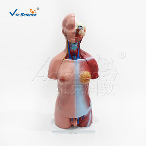 Modèle de torse intersexuel VIC-205 de 45 cm, modèle de torse anatomique humain détachable pour l'enseignement - Product Image 1