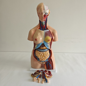 Modelo Anatómico <span class=keywords><strong>de</strong></span> Torso Humano <span class=keywords><strong>de</strong></span> 25 <span class=keywords><strong>Partes</strong></span>, Torso Bisexual con <span class=keywords><strong>Espalda</strong></span> Abierta, Modelo <span class=keywords><strong>de</strong></span> Anatomía <span class=keywords><strong>de</strong></span> Torso - Product Image 5