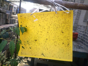 สติกเกอร์กาวสองด้านดักจับแมลง,แผ่นดักแมลงวันเหนียวขนาด10*20ซม. - Product Image 6