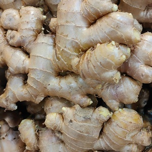 Novo Gengibre Seco Fresco por Atacado de Fornecedores do Mercado Chinês de Raízes de Gengibre Fresco - Product Image 3