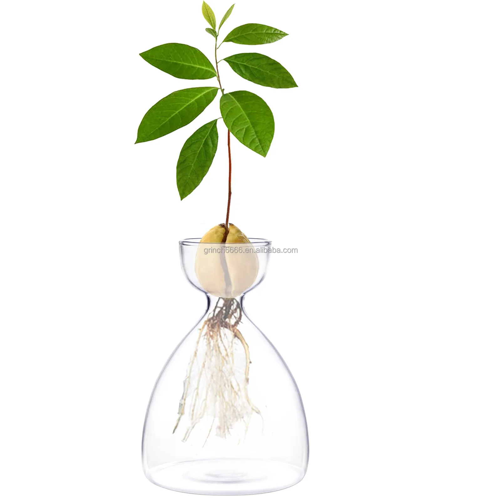 Vase de culture créative d'avocat, dispositif en verre pour plantes d'avocat, Pot de culture d'arbre de murano
