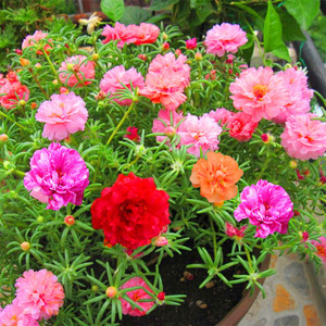 500g de Flores de Verano Crudas al por Mayor, Pétalos Dobles Mezclados con Musgo y Frutos de Rosa para la Venta - Product Image 4