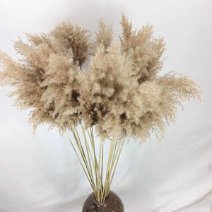 Decoración de festival de boda de bosque nórdico, flores esponjosas secas de <span class=keywords><strong>café</strong></span>, adornos retro, hierba natural grande pampas - Product Image 3