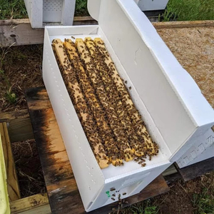 Caja de Cría de Abejas de Plástico Corrugado, Tipo Calp, para la Cría de Colonias de Abejas, Herramientas de Apicultura, Venta al por Mayor Directa de Fábrica - Product Image 1