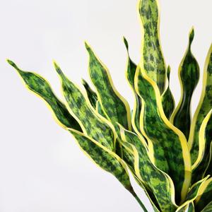 Planta Artificial <span class=keywords><strong>Sansevieria</strong></span> MSH con Hojas con Bordes Amarillos, Decoración de Oficina - Product Image 4