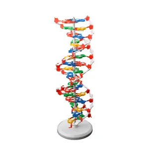 DNAダブルヘリックス構造モデル人間の遺伝子構造の医療モデル