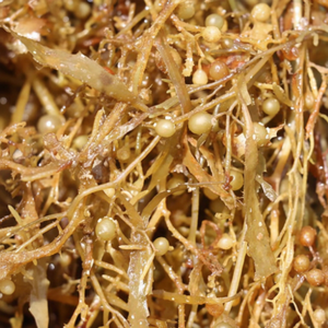 SARGASSUM SÉCHÉ ALGUES TRÈS NUTRIEUX POUR ENGRAIS BON PRIX ALGUES SARGASSUM - Product Image 1