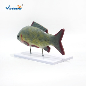Modèle d'anatomie du poisson, modèle d'anatomie des organes internes, modèle pédagogique biologique détachable - Product Image 3