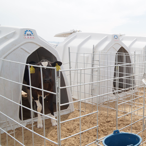 白色小牛屋可定制圆形设计食品级塑料小牛厨具 - Product Image 1