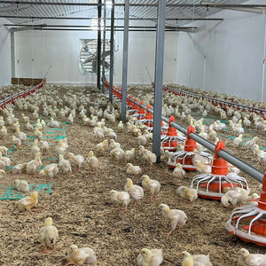 Nouveau système d'élevage avicole linéaire automatique en plastique pour poulets, avec mangeoire et poulailler complet, système d'alimentation pour poulets de chair - Product Image 3