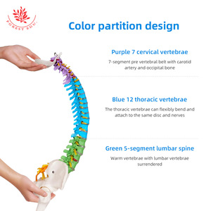 Modèle de colonne vertébrale humaine FRT018, modèle orthopédique médical avec bassin, modèle de colonne vertébrale de taille moyenne, flexible et sectionné par couleurs - Product Image 4