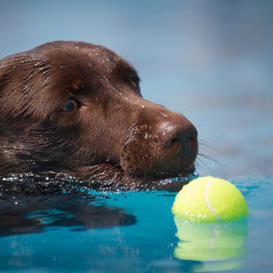 Kauçuk küçük Fetch oyuncak minik markalı toplu spor Pet köpek için 4cm Mini tenis topu köpek - Product Image 5