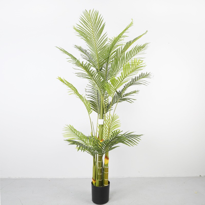 Palmier arec de 2 mètres avec 5 tiges et 21 feuilles