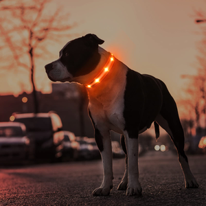 Visible at Night LED Nylon <b>Dog</b> <b>Collar</b>,USB Rechargeable Loop,Available in 7 Colors - Product Image 3