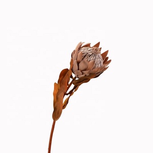 Arreglo de flores preservadas Decoración para el hogar Flores DE BODA King Protea Blush Branch Banksai Natural Real Dry Protea Flower - Product Image 3