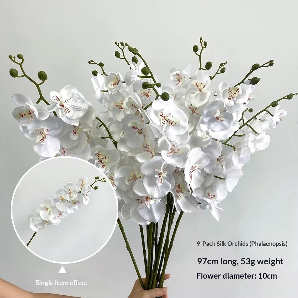 9 phalaenopsis