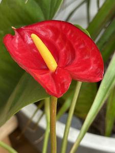 Collection Premium d'Anthuriums : Plantes Tropicales Exotiques à Fleurs et Feuillage Velouté - Fournisseur Botani Seed Indonésie - Product Image 2
