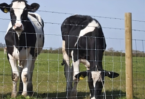 Giá rẻ điện Ngựa Đồng cỏ dê cừu gia súc hàng rào trang trại/ngựa hàng rào Thiết kế dệt lĩnh vực hàng rào - Product Image 5