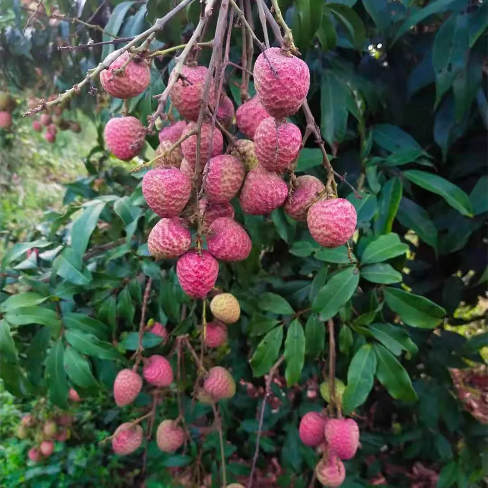 Madurado en marzo lichis frescos chinos Lichee Litchi Lichi fruta fresca (Gui Hua Xiang)