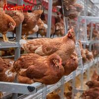 Équipement d'élevage avicole automatique pour poulets en plein air, boîte de nidification en métal pour poules pondeuses, prix des mangeoires à poulets