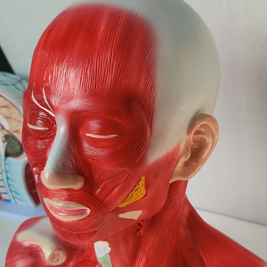 Modelo anatômico do músculo da cabeça e do pescoço, modelo para educação, modelo de cérebro com armadura externa - Product Image 6