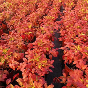 Bonsái Flame Nandina Ruby Lemon, Planta Perenne <span class=keywords><strong>Resistente</strong></span> al Frío para Interiores/Exteriores, <span class=keywords><strong>Resistente</strong></span> al Calor, con Hojas Rojas, para Decoración - Product Image 2