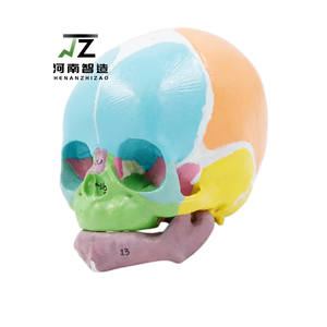 Nuevo Modelo Anatómico de Cráneo de Bebé a Color 1:1 2026, Modelo de Entrenamiento de Fontanela Ósea <span class=keywords><strong>Frontal</strong></span> Marcado Digitalmente para Enfermería Médica - Product Image 1