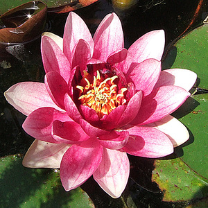 Nymphaea 'Attraction' - une <span class=keywords><strong>plante</strong></span> aquatique adaptée aux bassins de jardin et aux serres - Nénuphar 'Attraction' - Product Image 4