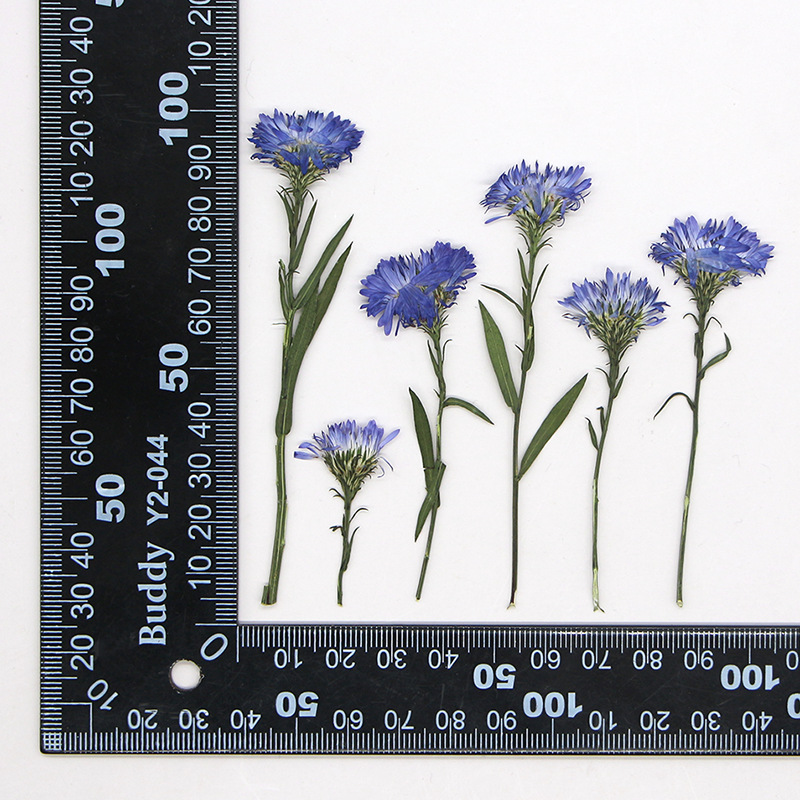 MH391 Natural blue 12pcs/bag