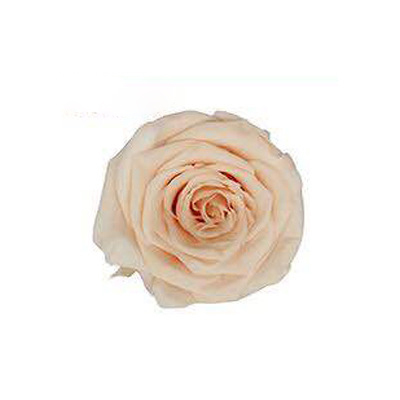 Rose pêche clair