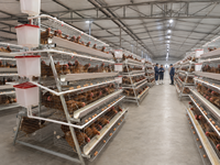 Système d'élevage commercial de poules pondeuses de type A, équipement avicole galvanisé avec lignes d'alimentation et d'abreuvement