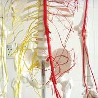 Modelo de enseñanza biológica de laboratorio, esqueleto humano de 170cm de los nervios espinales con las principales venas y los nervios espinales de PVC
