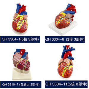 Modelos auténticos de anatomía del corazón humano a escala 1:1 y 5:1, modelos de corazón con ultrasonido B y Doppler color, desmontables. - Product Image 4