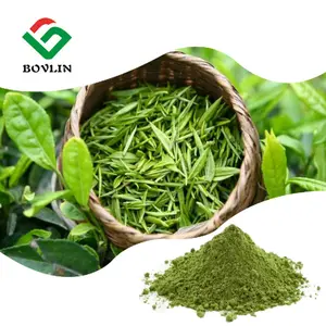 Extracto de hojas de té verde orgánico, polvo de Matcha