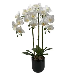 Lusiaflower高品质的工厂价格可以定制兰花盆栽，头部的高度和数量可以定制