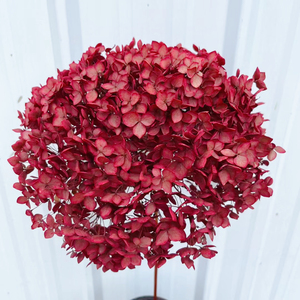 Fleurs d'hortensia Anna stabilisées, les plus populaires et abordables pour la décoration intérieure 2026 – <span class=keywords><strong>Cadeau</strong></span> personnalisé pour la <span class=keywords><strong>Saint</strong></span>-<span class=keywords><strong>Valentin</strong></span>, Noël, la remise des diplômes, couleur sur mesure - Product Image 5